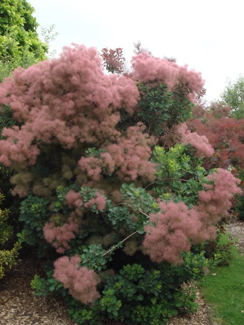 Cotinus coggygria en fleur